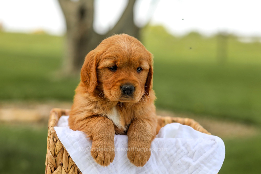 Lilac Image of Lilac, a Golden Retriever puppy
