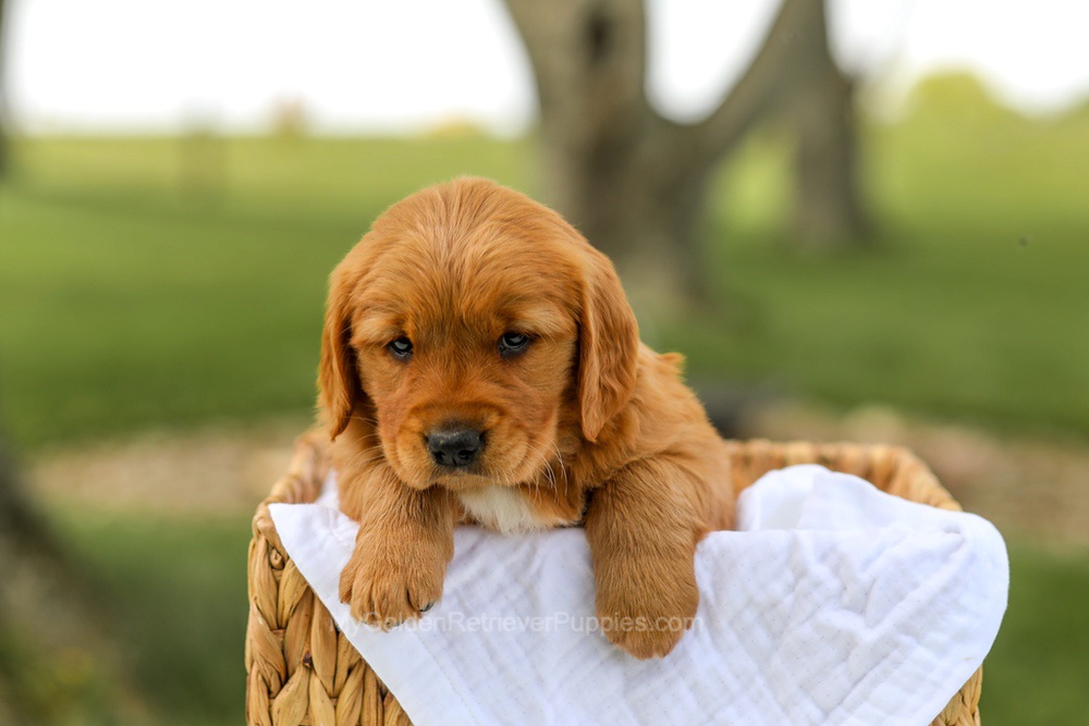 Lilac Image of Lilac, a Golden Retriever puppy