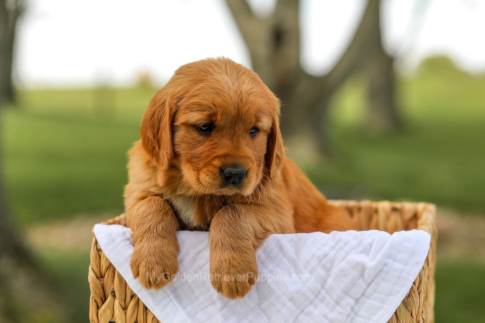 Lilac Image of Lilac, a Golden Retriever puppy