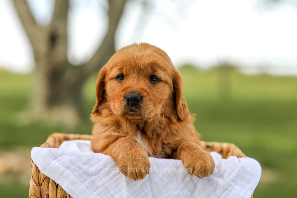 Lilac Image of Lilac, a Golden Retriever puppy