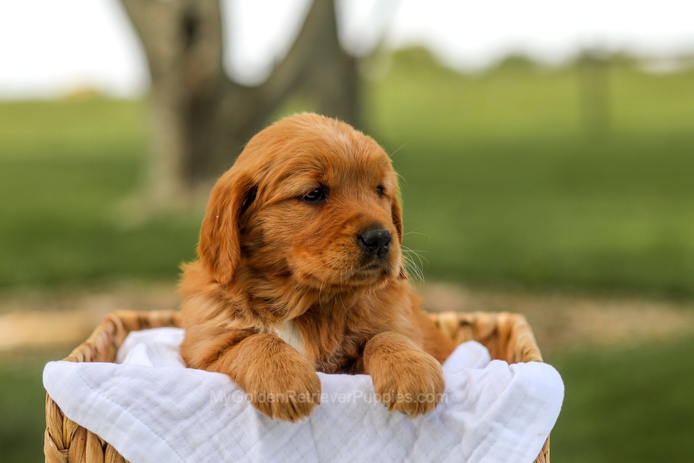 Lilac Image of Lilac, a Golden Retriever puppy