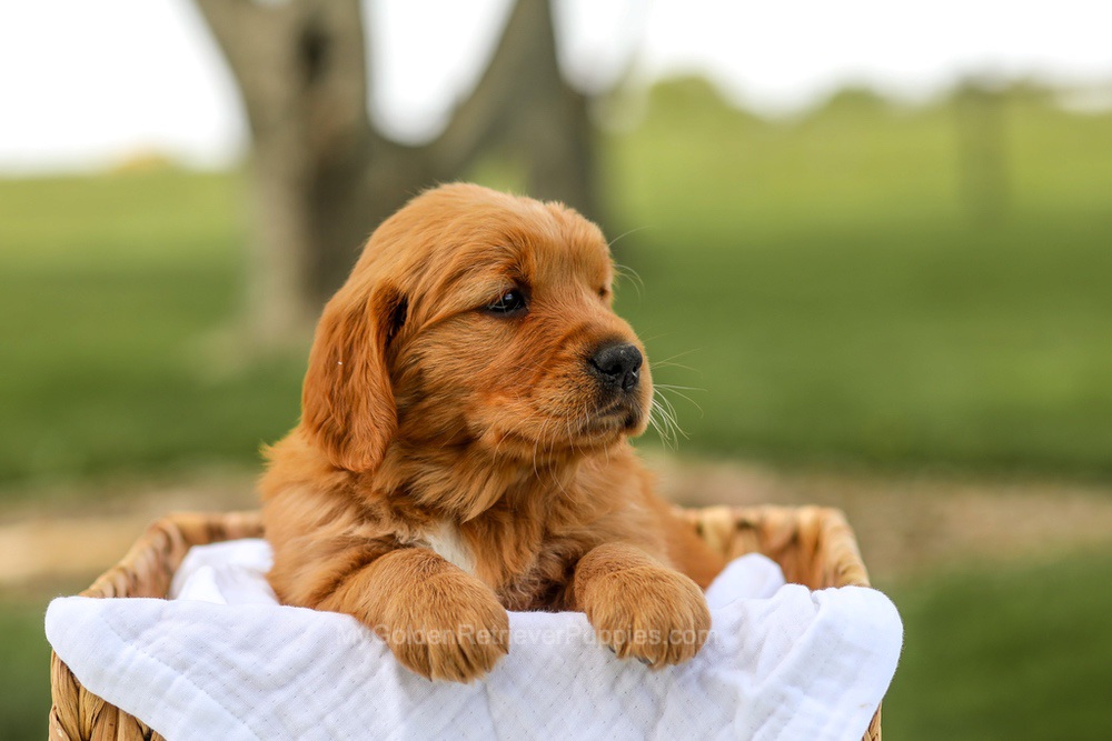 Lilac Image of Lilac, a Golden Retriever puppy