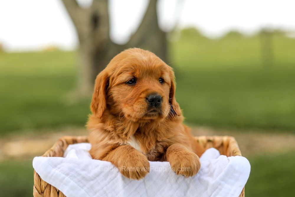 Lilac Image of Lilac, a Golden Retriever puppy