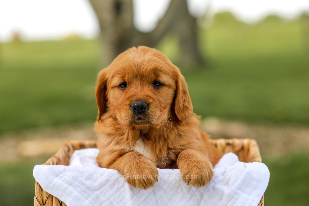 Lilac Image of Lilac, a Golden Retriever puppy