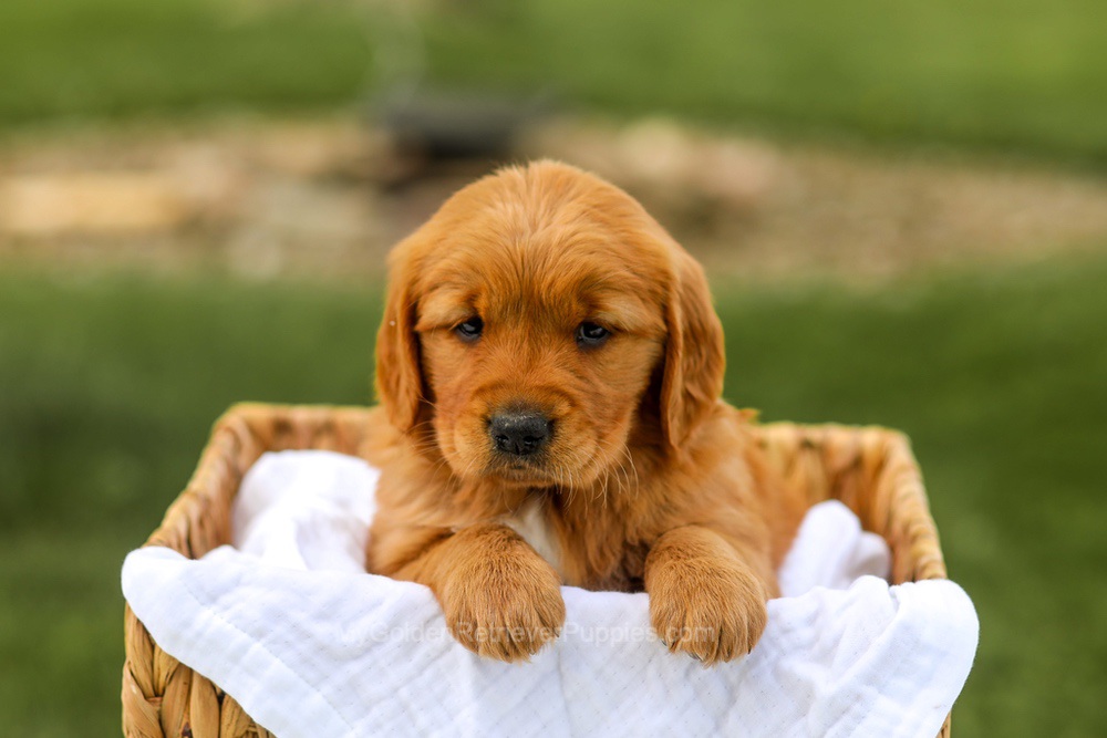 Lilac Image of Lilac, a Golden Retriever puppy