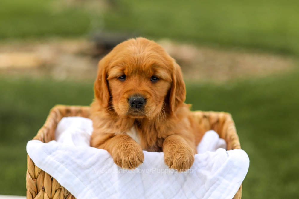 Lilac Image of Lilac, a Golden Retriever puppy