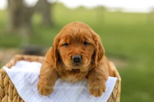 Image of Lilly, a Golden Retriever puppy