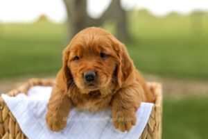 Image of Lilly, a Golden Retriever puppy