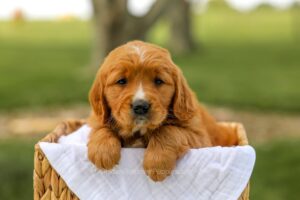 Image of Logan, a Golden Retriever puppy