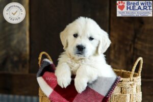 Image of Longbourn, a Golden Retriever puppy