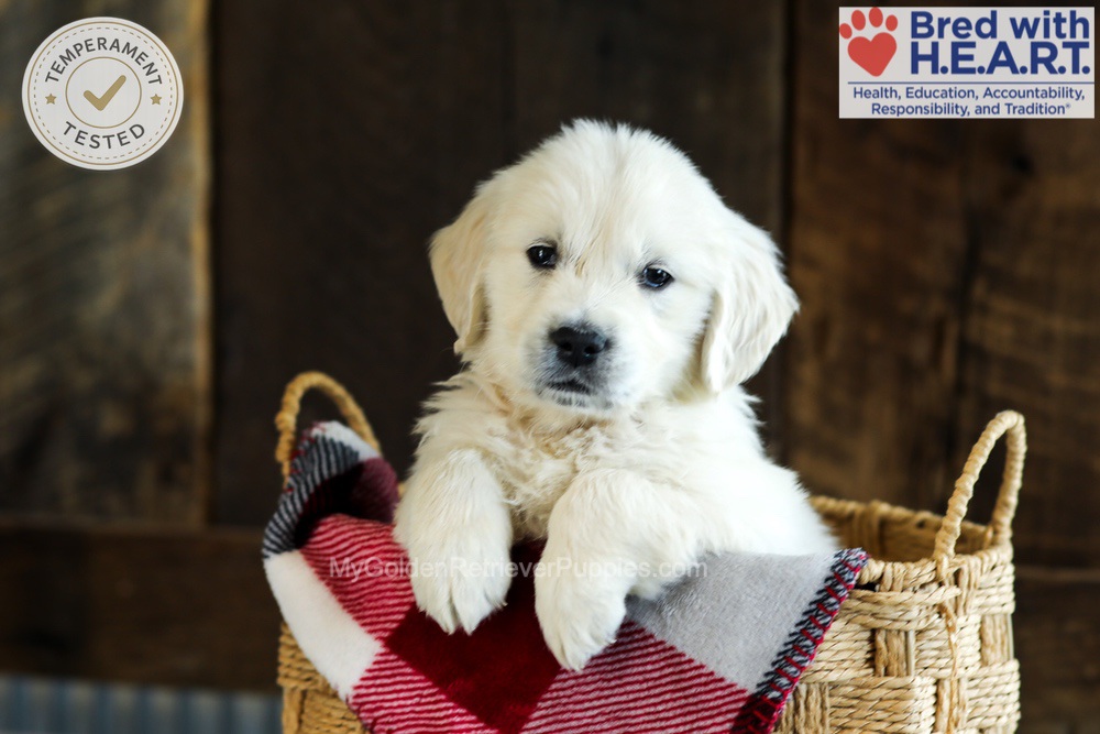 English Cream Golden Retriever Puppies for Sale - My Golden Retriever Puppies English Cream Golden Retriever Puppies for Sale - My Golden Retriever Puppies
