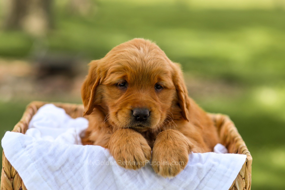 Lucy Image of Lucy, a Golden Retriever puppy