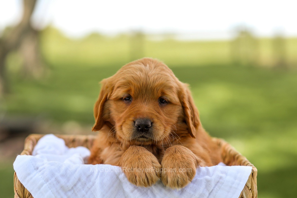 Lucy Image of Lucy, a Golden Retriever puppy