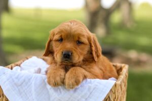 Image of Lucy, a Golden Retriever puppy