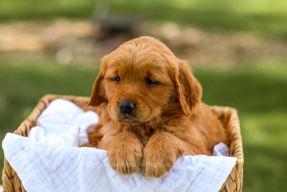 Lucy Image of Lucy, a Golden Retriever puppy