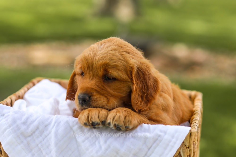 Lucy Image of Lucy, a Golden Retriever puppy