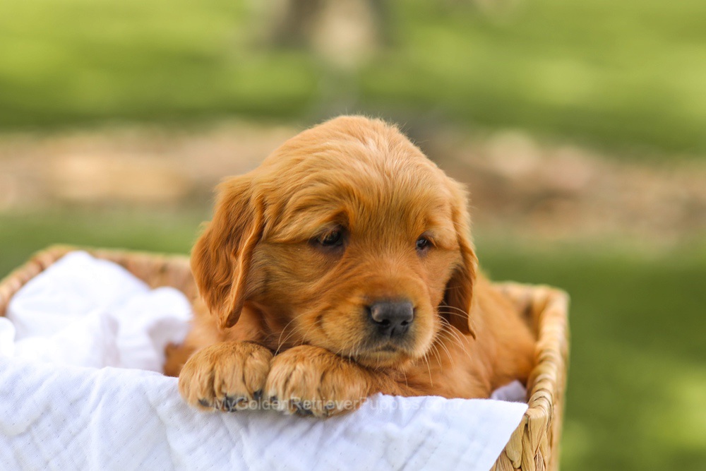 Lucy Image of Lucy, a Golden Retriever puppy
