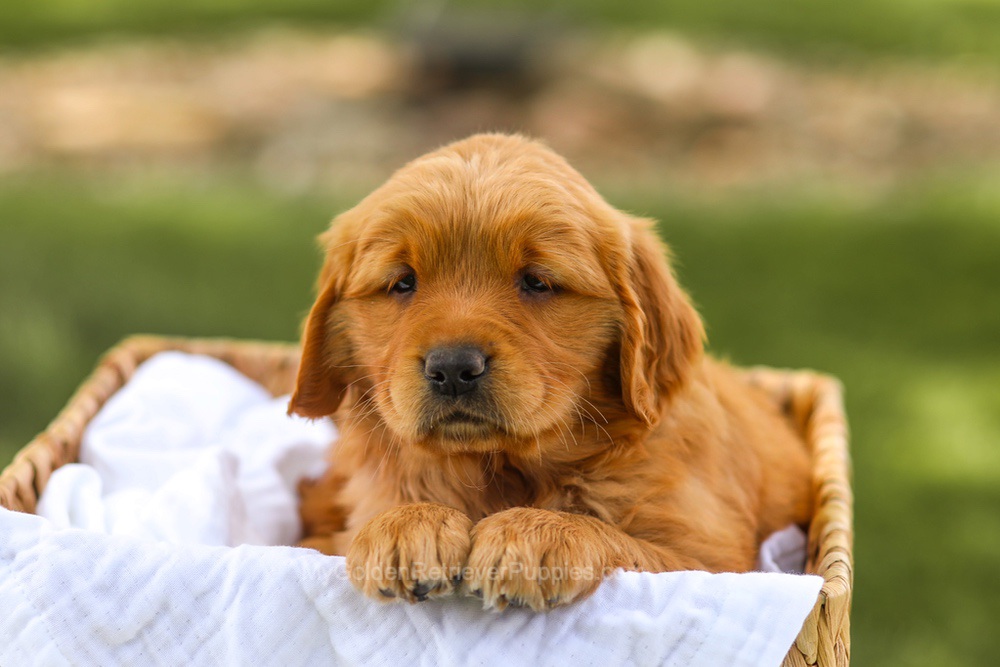 Lucy Image of Lucy, a Golden Retriever puppy