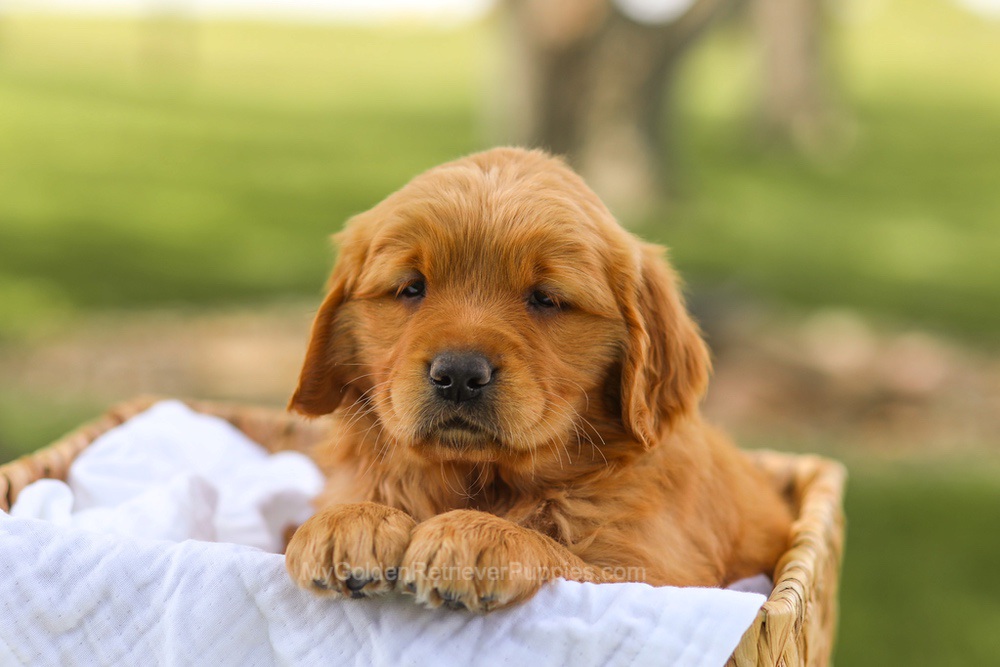 Lucy Image of Lucy, a Golden Retriever puppy