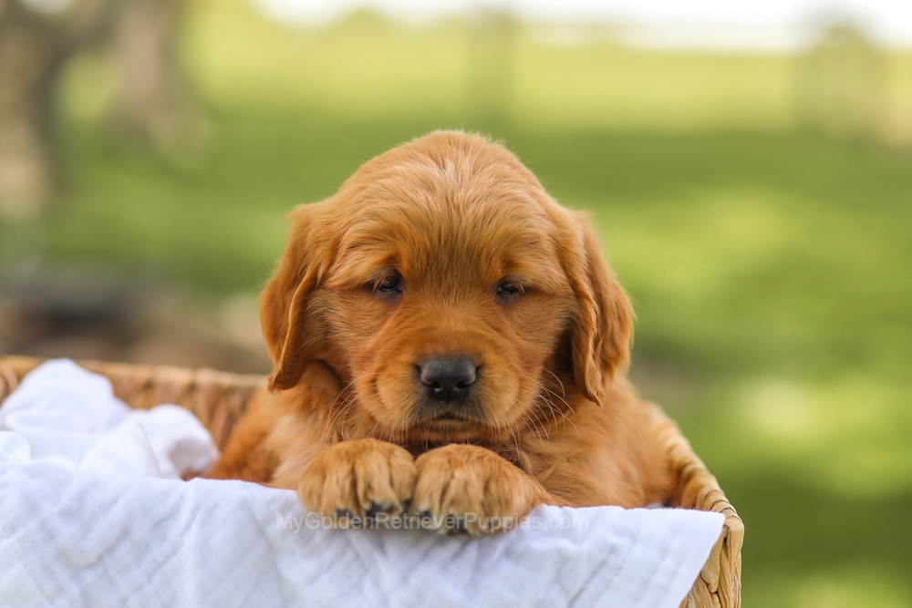 Lucy Image of Lucy, a Golden Retriever puppy
