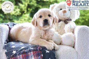 Image of Meatball, a Golden Retriever puppy