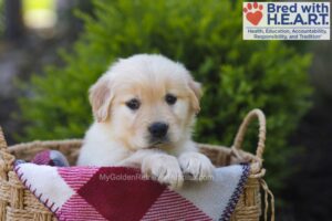 Image of Meryton, a Golden Retriever puppy