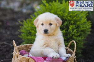 Image of Ms. Bennet, a Golden Retriever puppy