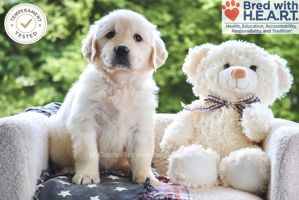 Noodles Image of Noodles, a Golden Retriever puppy