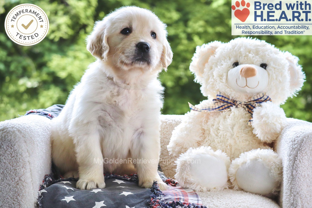 Noodles Image of Noodles, a Golden Retriever puppy