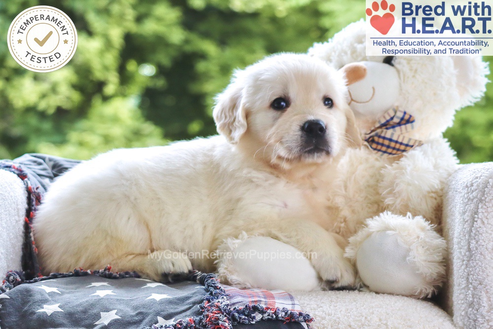Noodles Image of Noodles, a Golden Retriever puppy