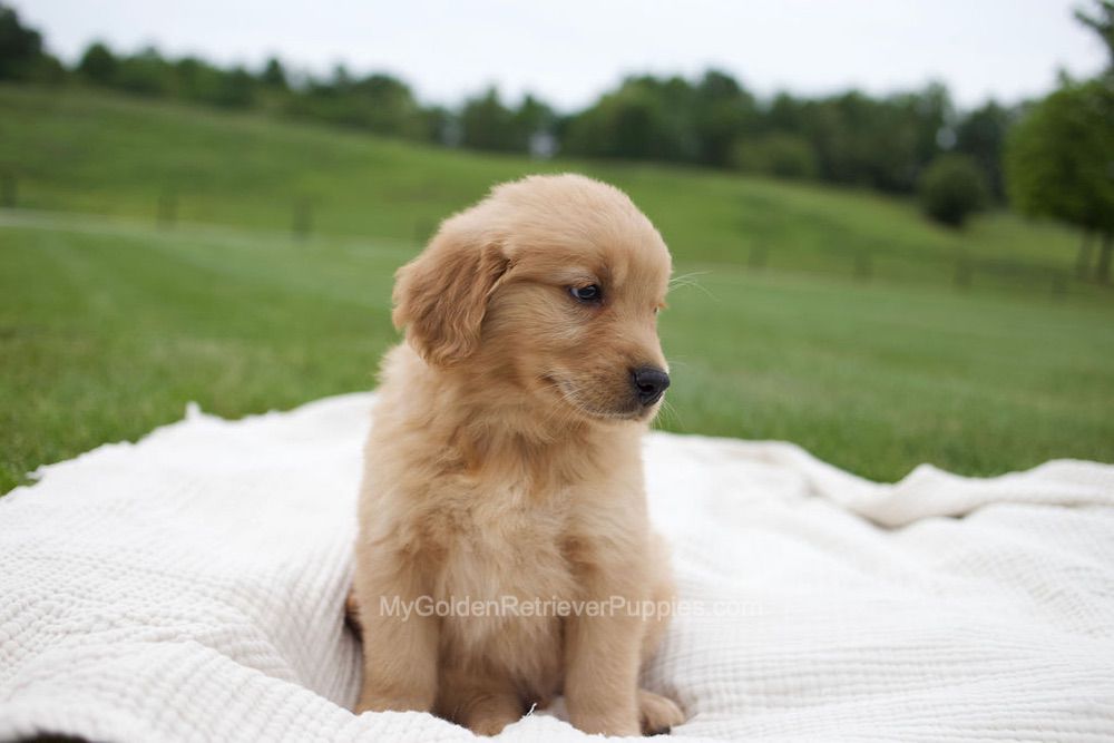 Ollie Image of Ollie, a Golden Retriever puppy