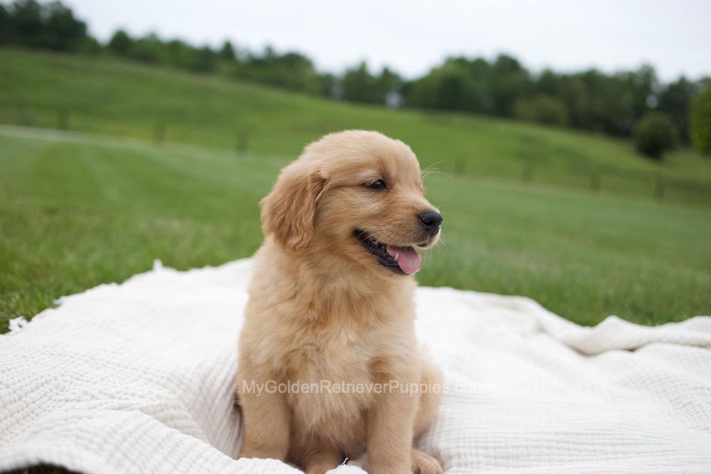 Ollie Image of Ollie, a Golden Retriever puppy