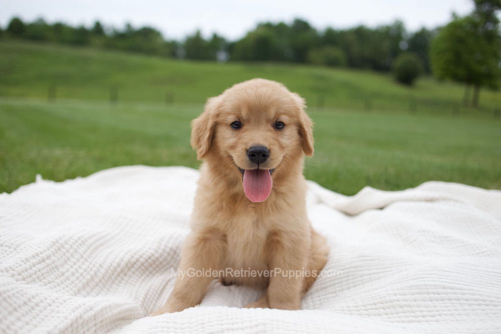 Ollie Image of Ollie, a Golden Retriever puppy