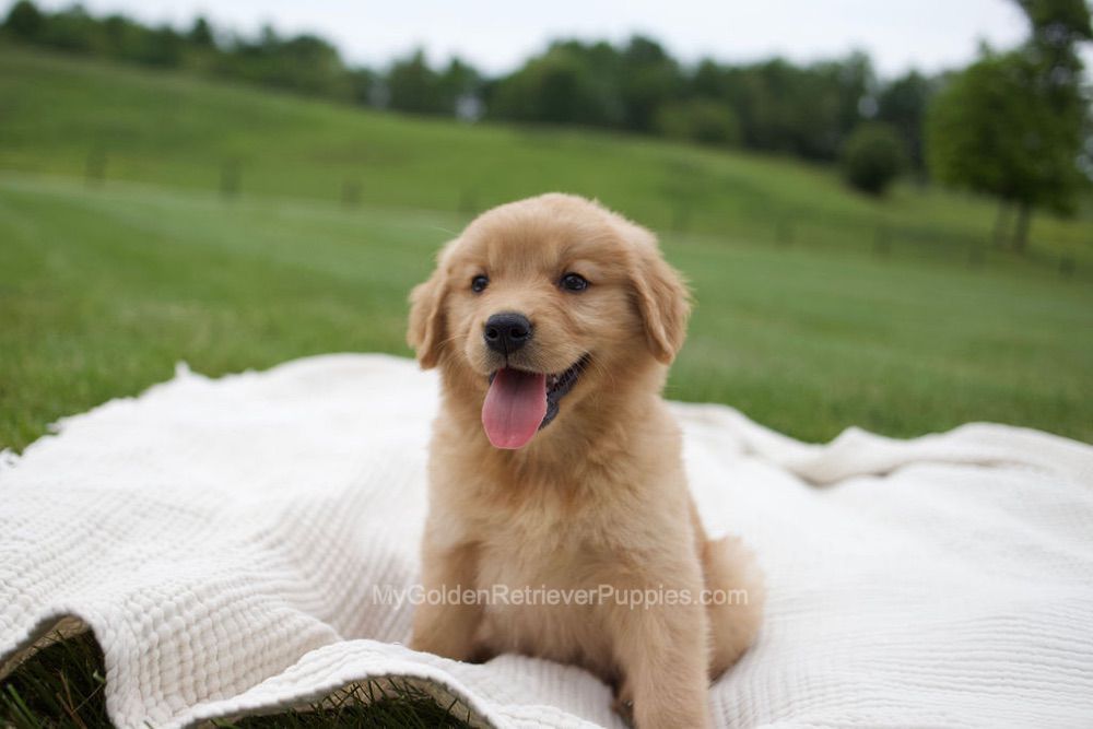 Ollie Image of Ollie, a Golden Retriever puppy