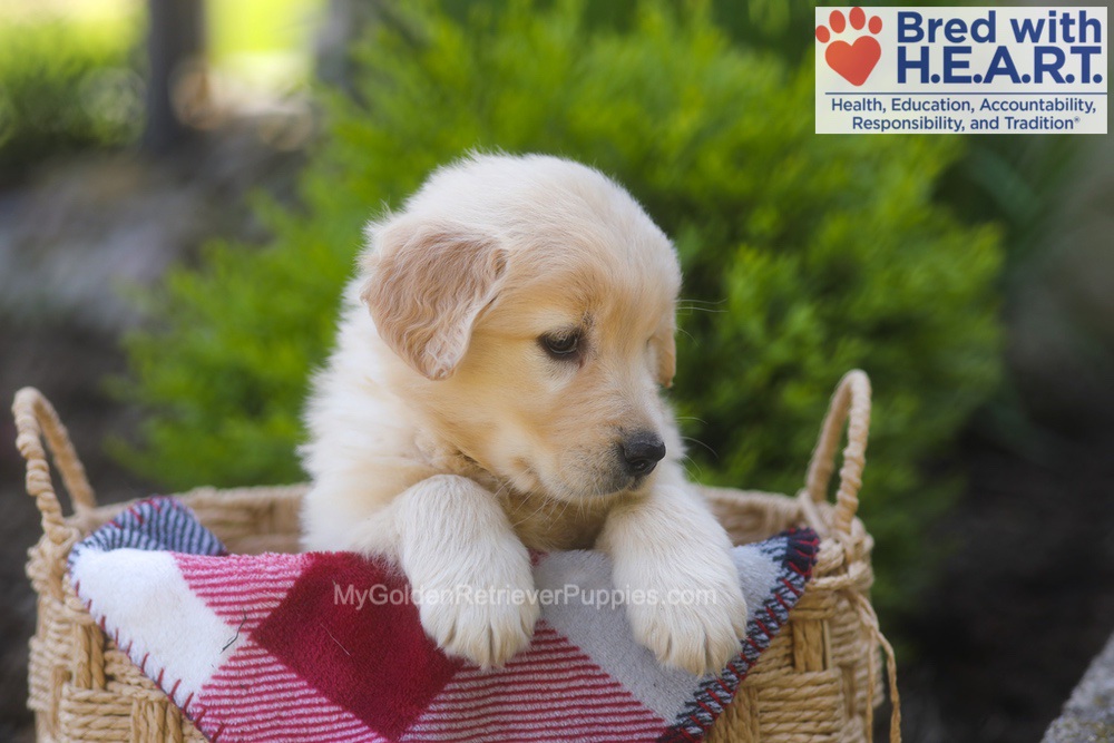 Pemberly Image of Pemberly, a Golden Retriever puppy