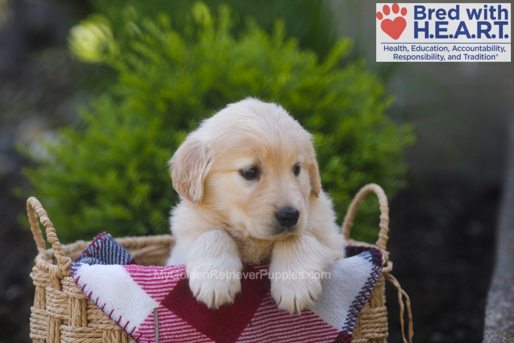 Pemberly Image of Pemberly, a Golden Retriever puppy