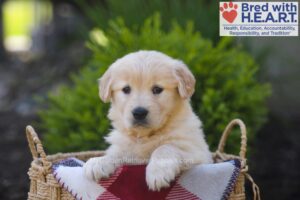 Image of Pemberly, a Golden Retriever puppy