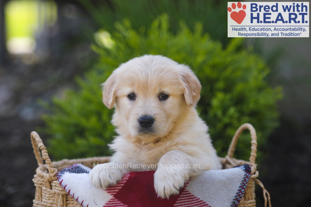 Pemberly Image of Pemberly, a Golden Retriever puppy
