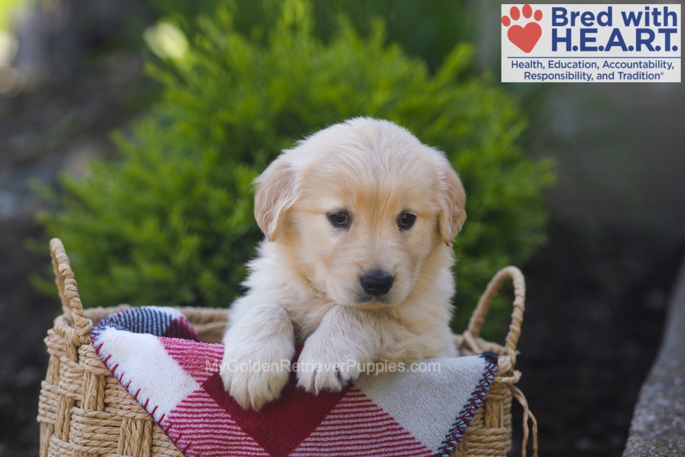 Pemberly Image of Pemberly, a Golden Retriever puppy