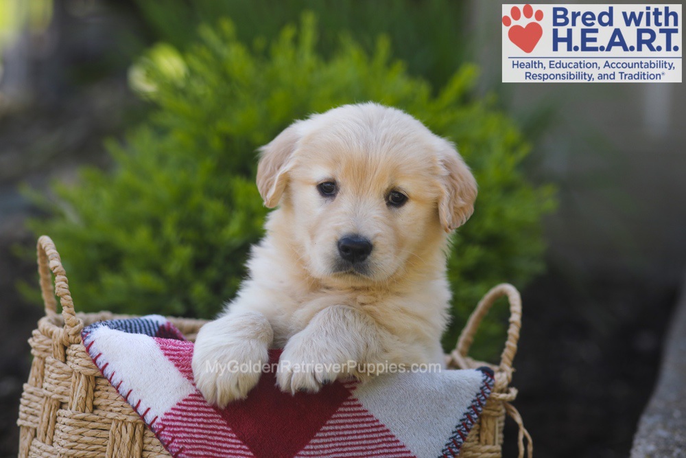 Pemberly Image of Pemberly, a Golden Retriever puppy