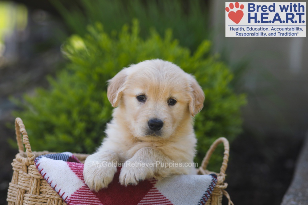Pemberly Image of Pemberly, a Golden Retriever puppy