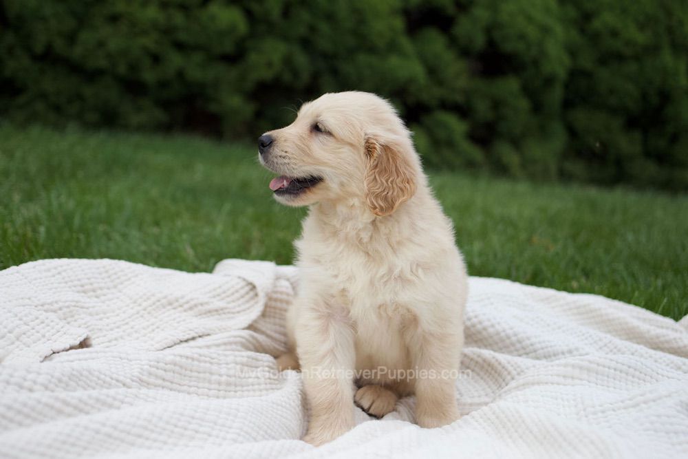 Reese Image of Reese, a Golden Retriever puppy