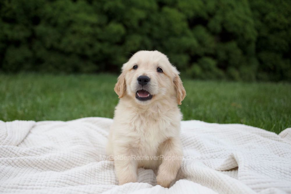 Reese Image of Reese, a Golden Retriever puppy
