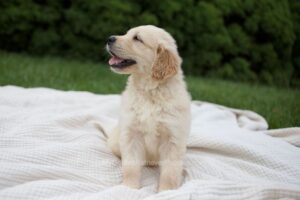 Image of Reese, a Golden Retriever puppy