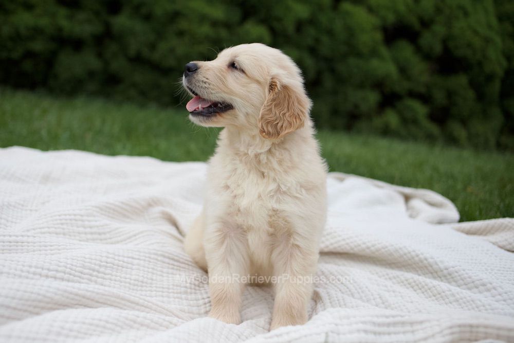 Reese Image of Reese, a Golden Retriever puppy