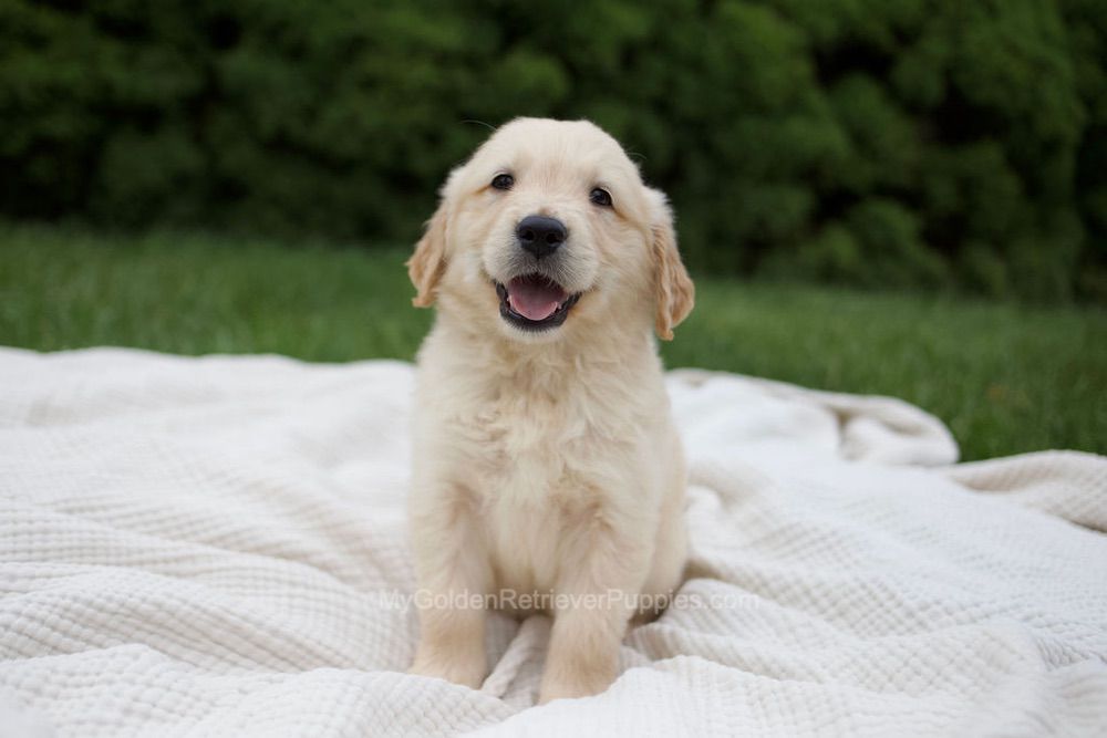 Reese Image of Reese, a Golden Retriever puppy