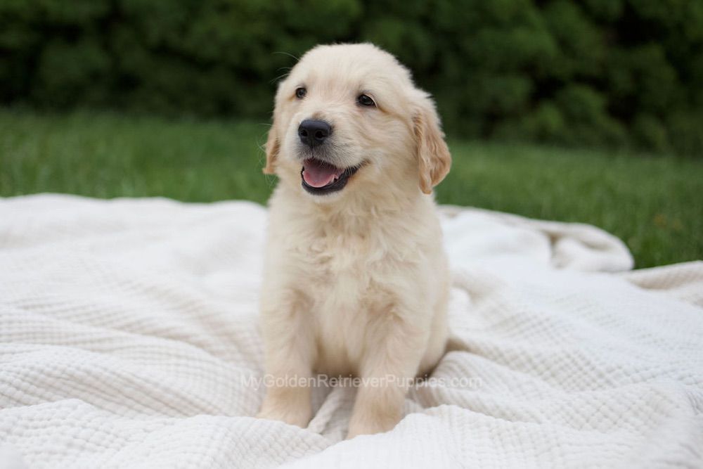 Reese Image of Reese, a Golden Retriever puppy