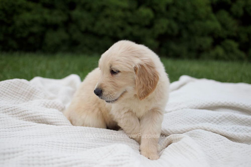 Rock Image of Rock, a Golden Retriever puppy