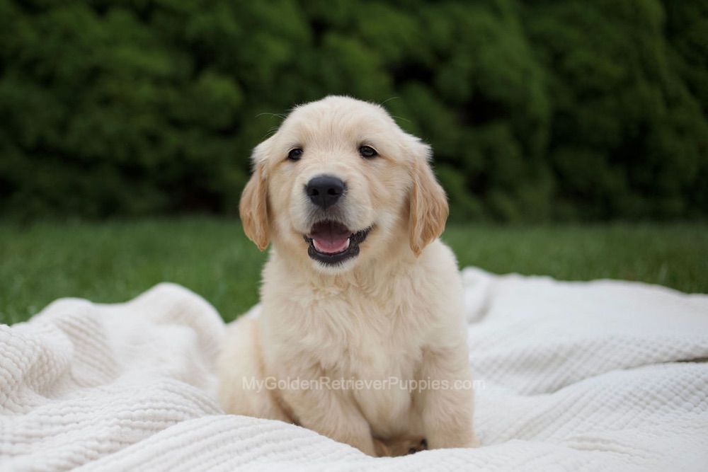 Rock Image of Rock, a Golden Retriever puppy