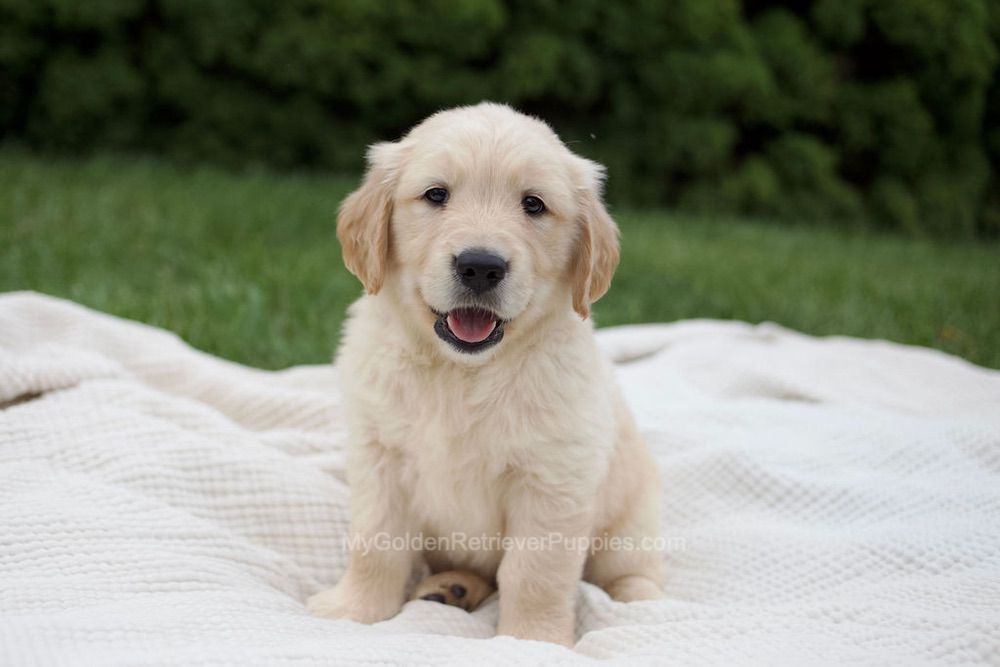 Rock Image of Rock, a Golden Retriever puppy
